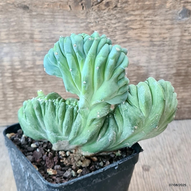 D5749 MYRTILLOCACTUS GEOMETRIZANS CRESTED pot8-H11-W13 cm MaMa Cactus