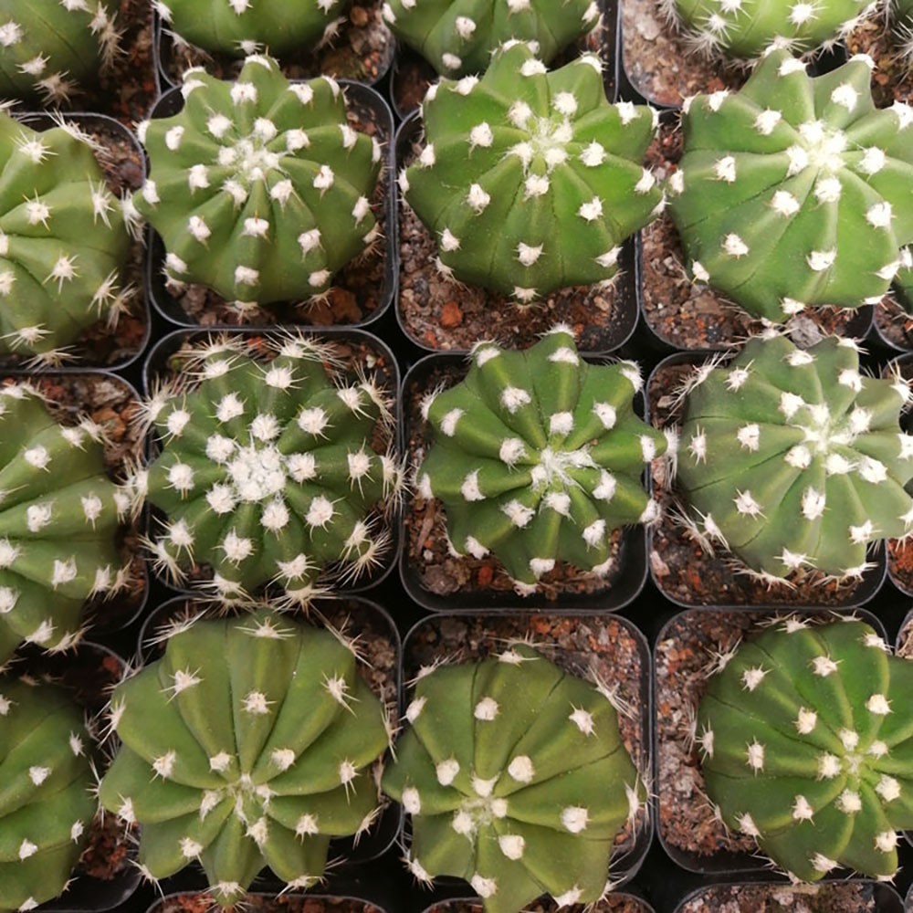 Echinopsis oxygona (Short Hair Ball Cactus) – Live Potted Plant