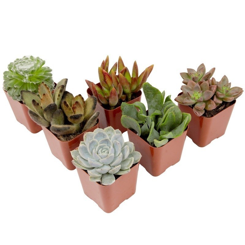 Multicolor Succulent Pack of 6 Live Indoor Plants Easy Care Home Decor New
