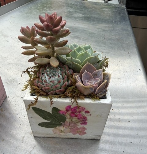 Living Arrangement- Succulent Arrangement in decorative Wooden Planter