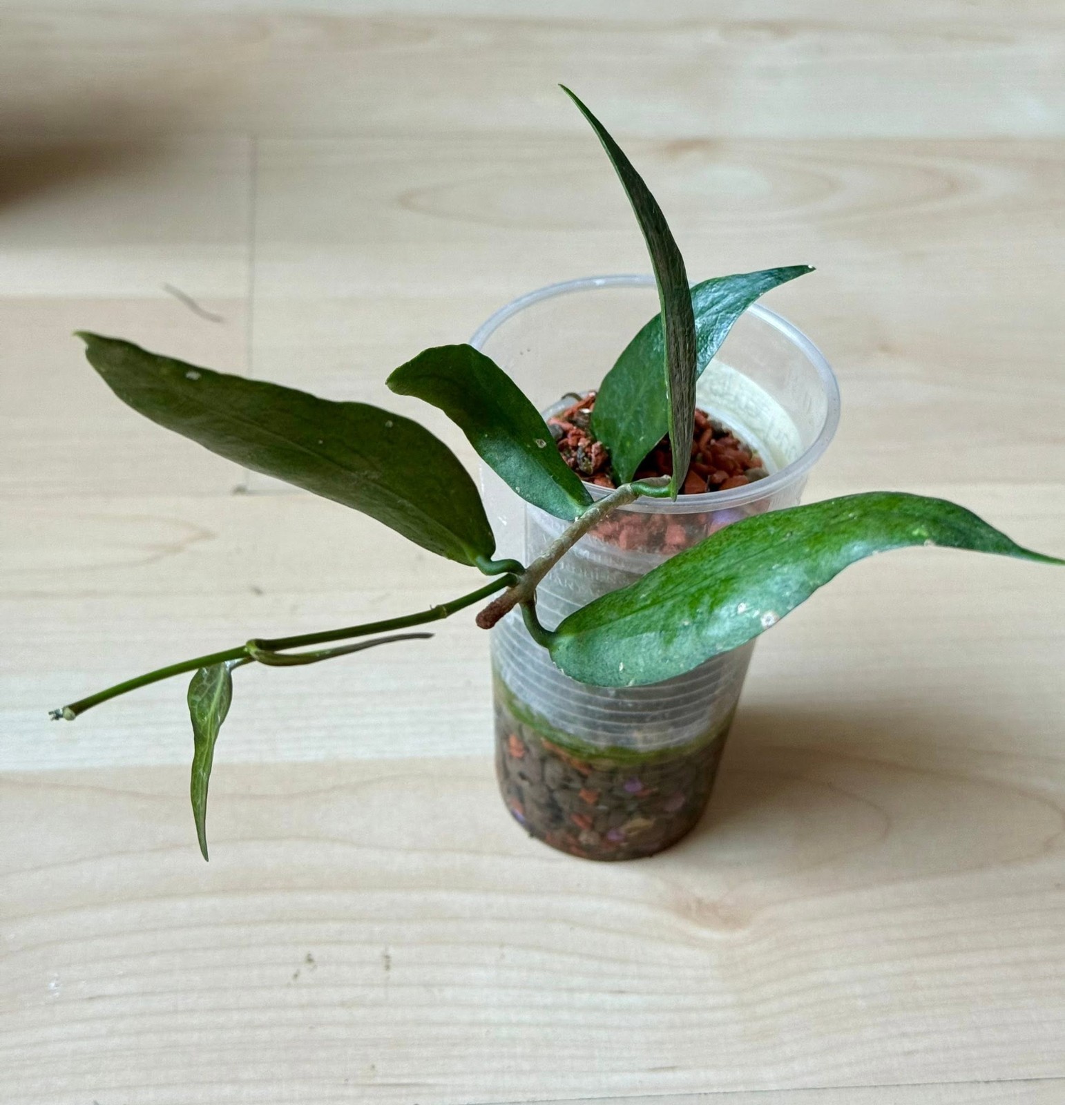 Hoya Globulifera Rare Variegated, Real Picture, Aroid Houseplant