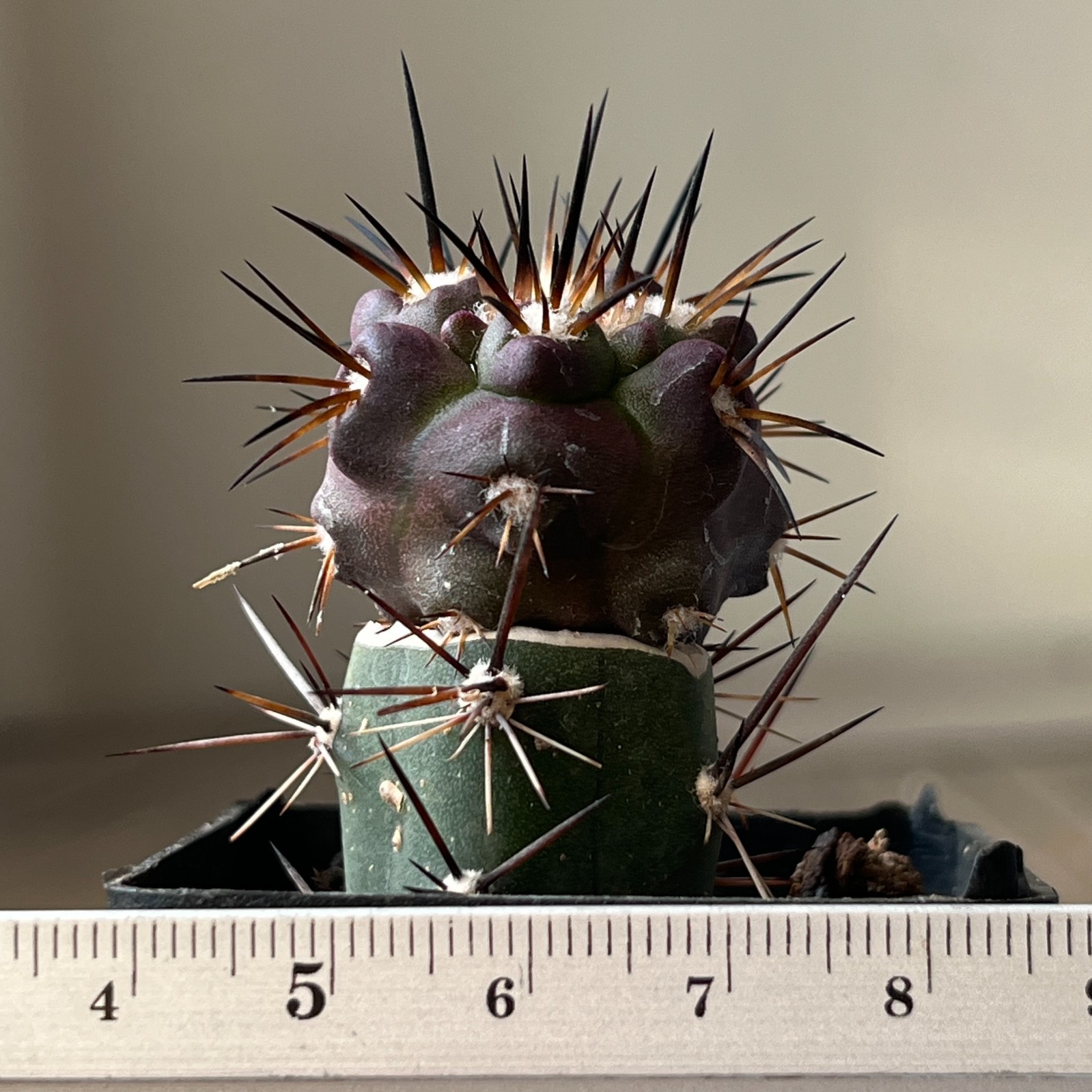 A23-372 Copiapoa fusca JN1912, Quebrada Callaco, At, grafted