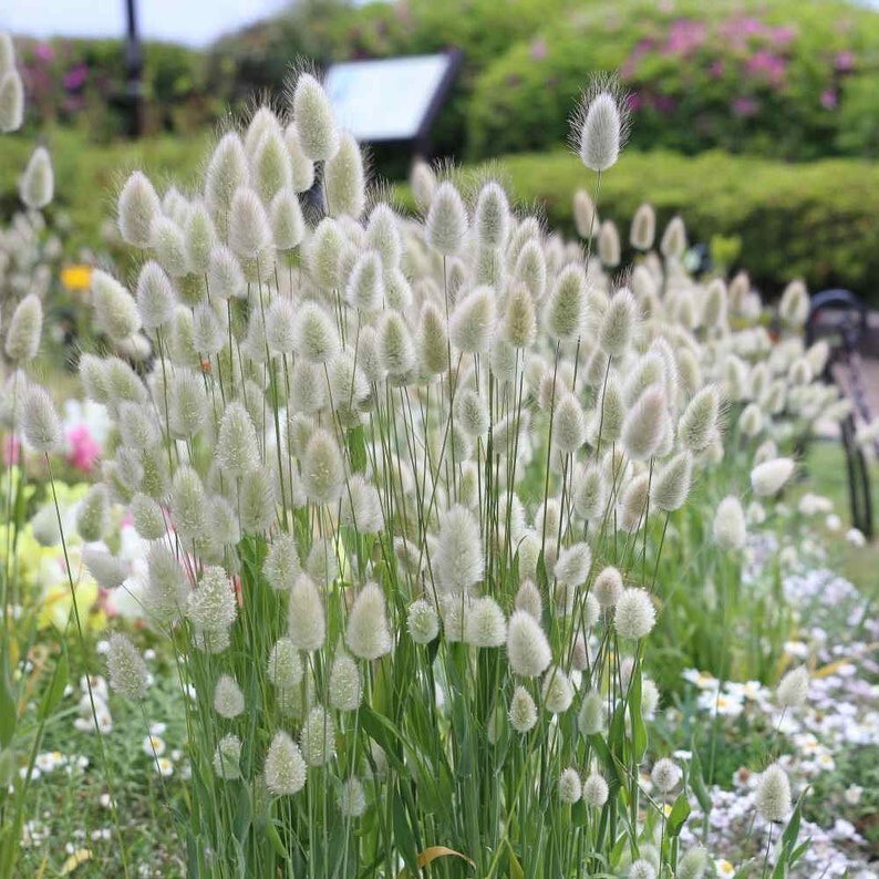 50 Pcs Bunny Tails Flower Seeds
