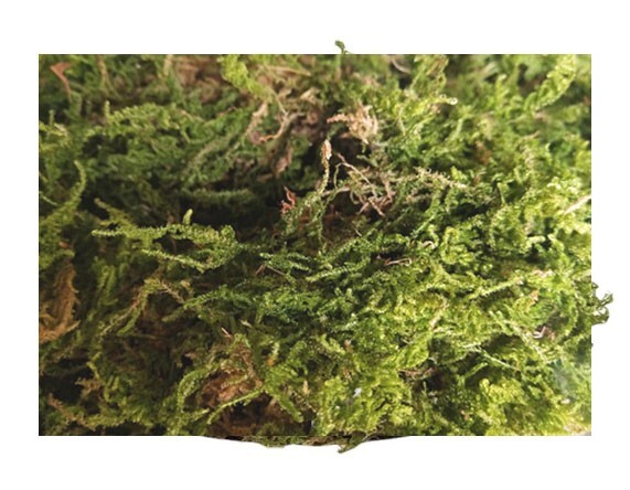 3 oz (85g) Dry Moss Original Yellow Color Grasses