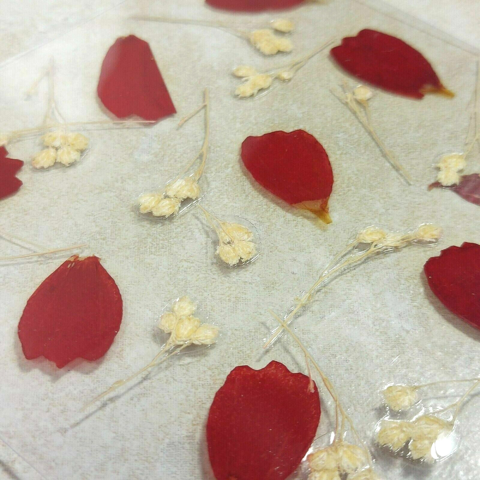 Dried Pressed Flowers Natural Flower Petal Set Resin Art Design Home Décor Gift