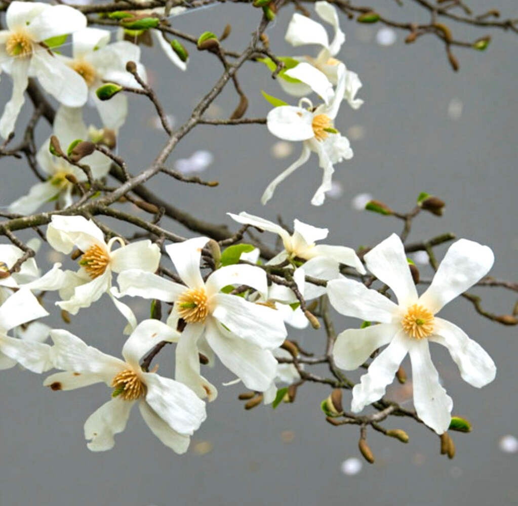 Magnolia kobus 80-120cm – Kobus magnolia | Northern Japanese magnolia