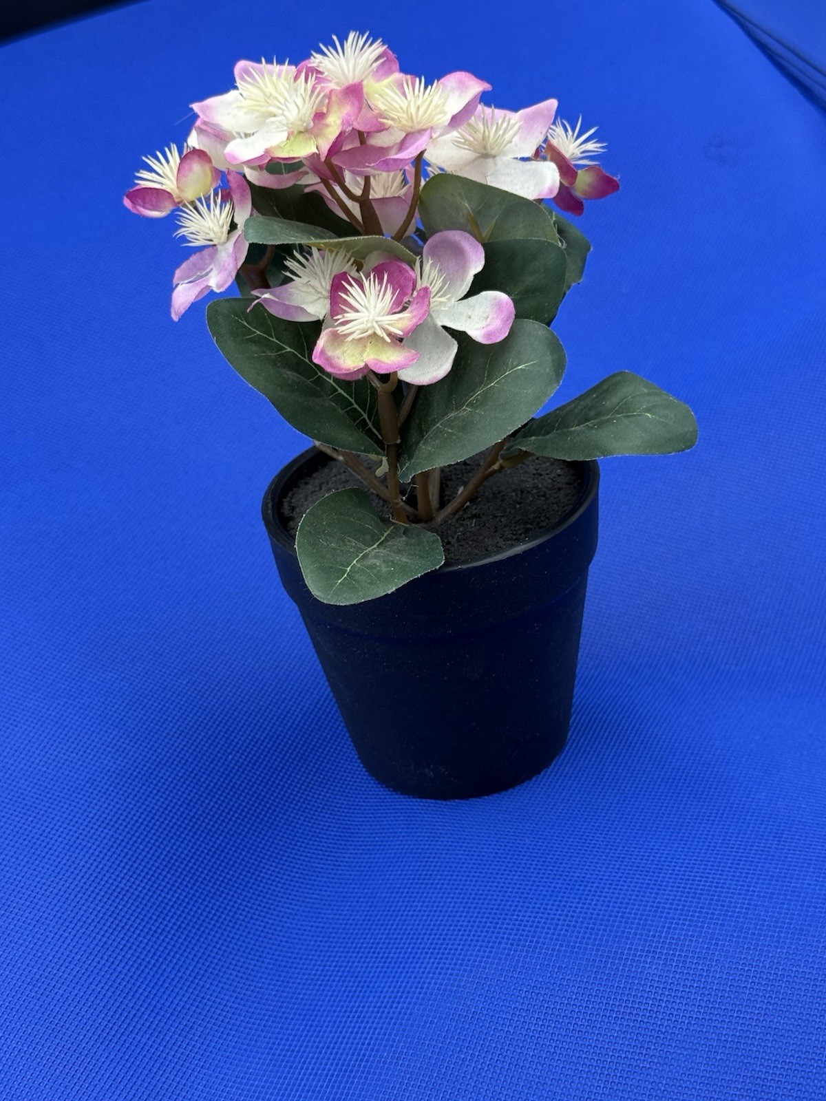 Potted Flower Lavendar preowned nice looking window table or bed flower.