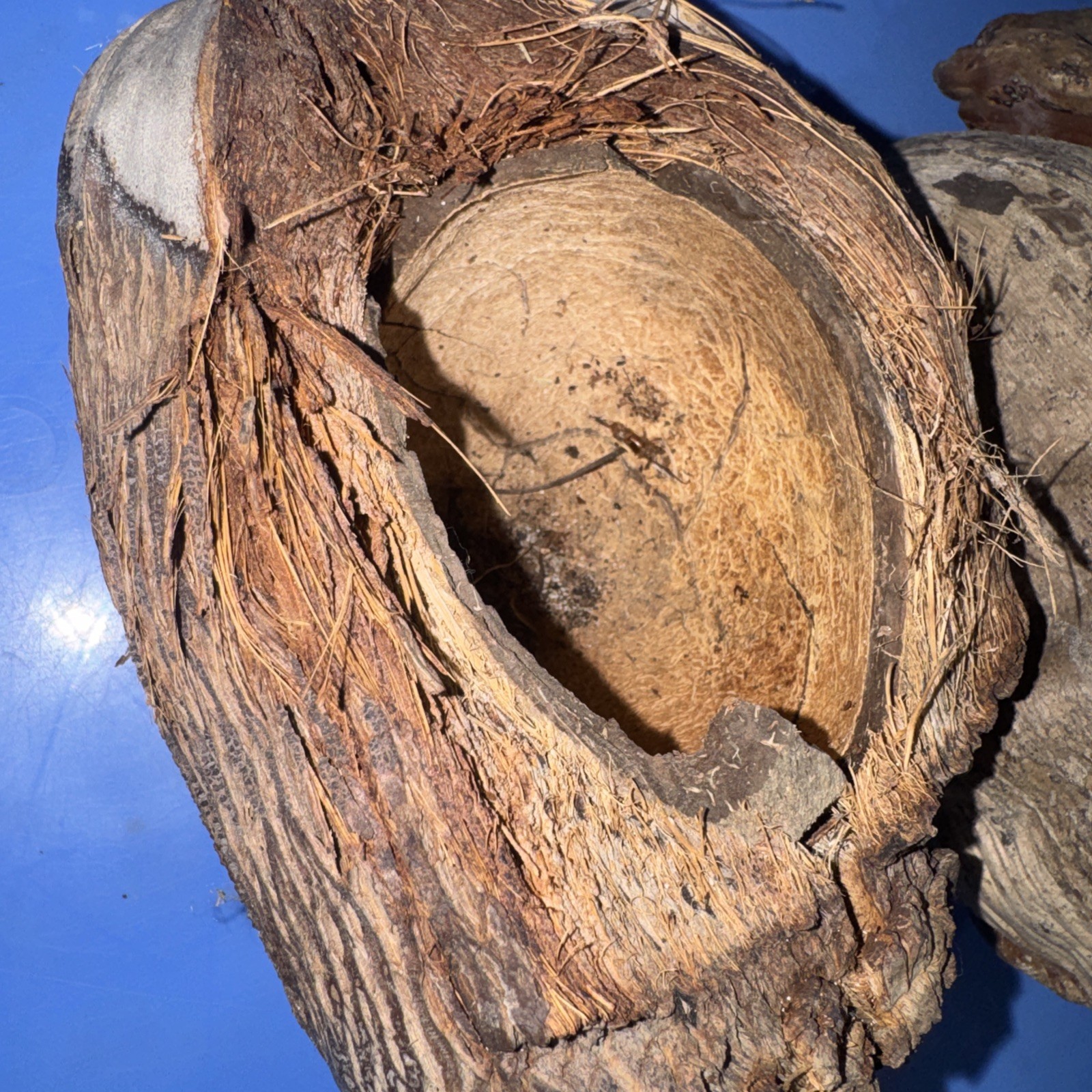 Lot Of 3 Large Coconut Jamaica Beach Whole Husk & Shell 7-9” organic texture