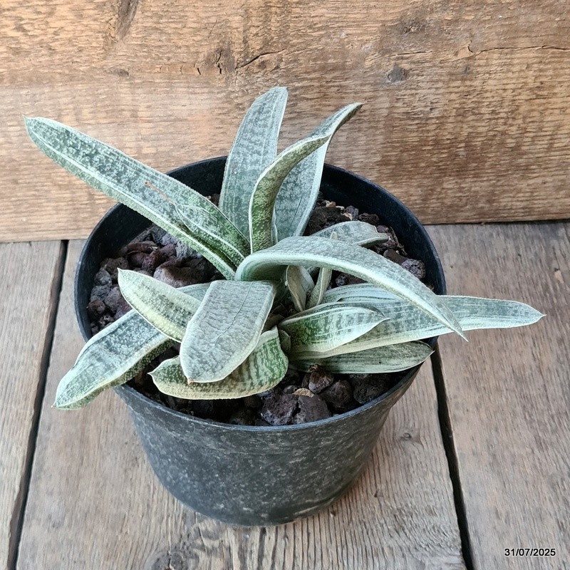 D5623 GASTERIA BATESIANA VARIEGATED pot18-H13-W26 cm MaMa Cactus