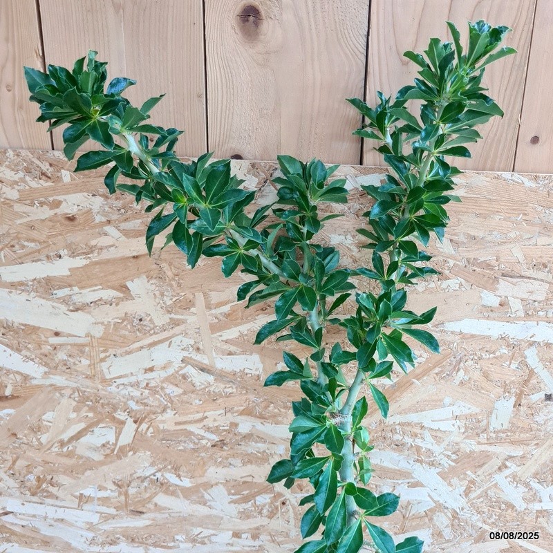 D5818 PACHYPODIUM SAUNDERSII pot22-H120-W40 cm MaMa Cactus