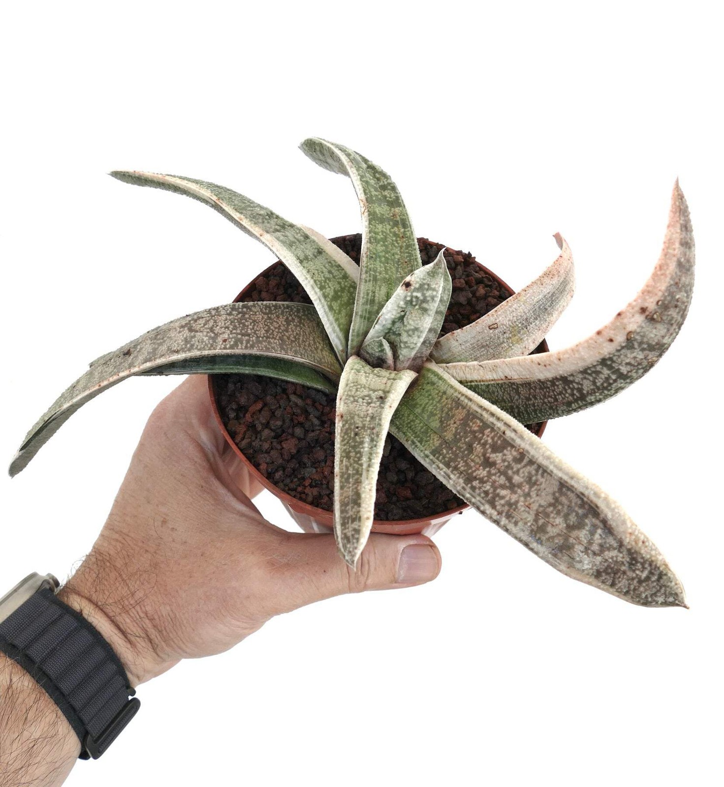 Gasteria batesiana WHITE VARIEGATED cv. ‘Carrara Marble’ SELECTED – Bates’ gaste