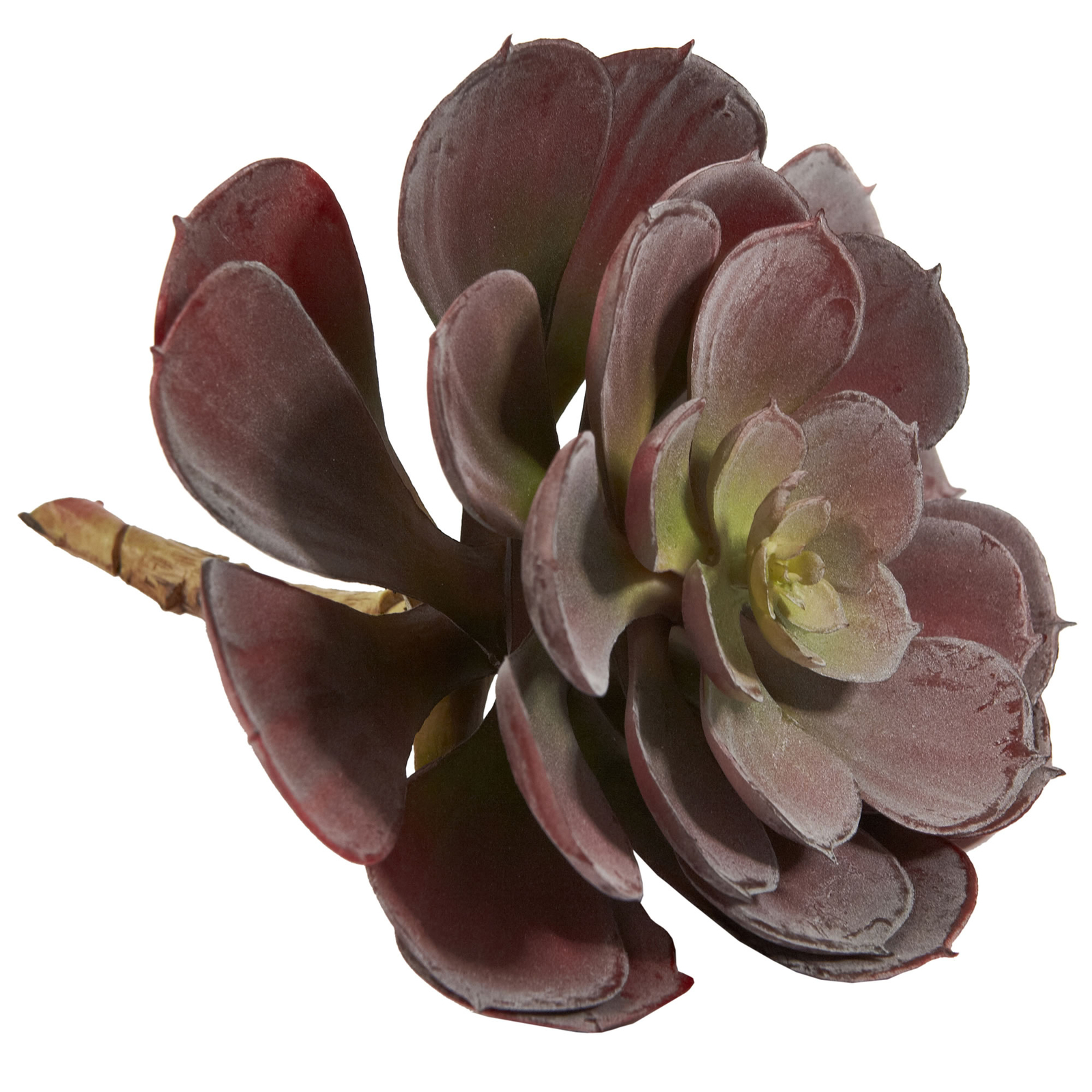 Echeveria Succulent Set Of 12 Burgundy Realistic 6” Decor