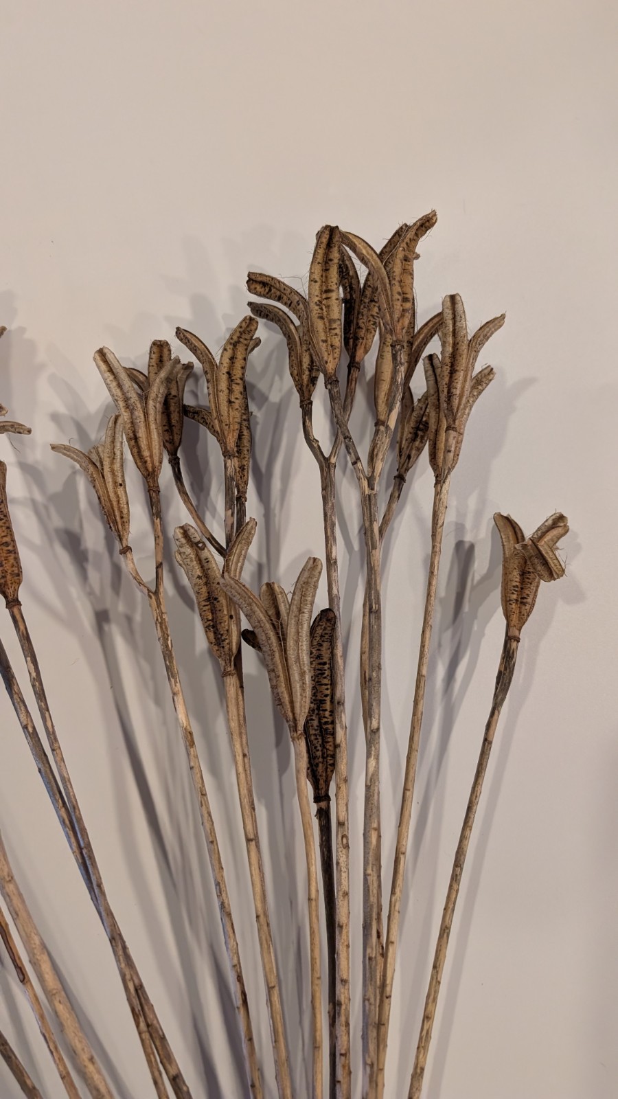 Natural Dried Flower Pods Lot of 15 Stems 13-23″ Crafts Floral Bouquets Sprays