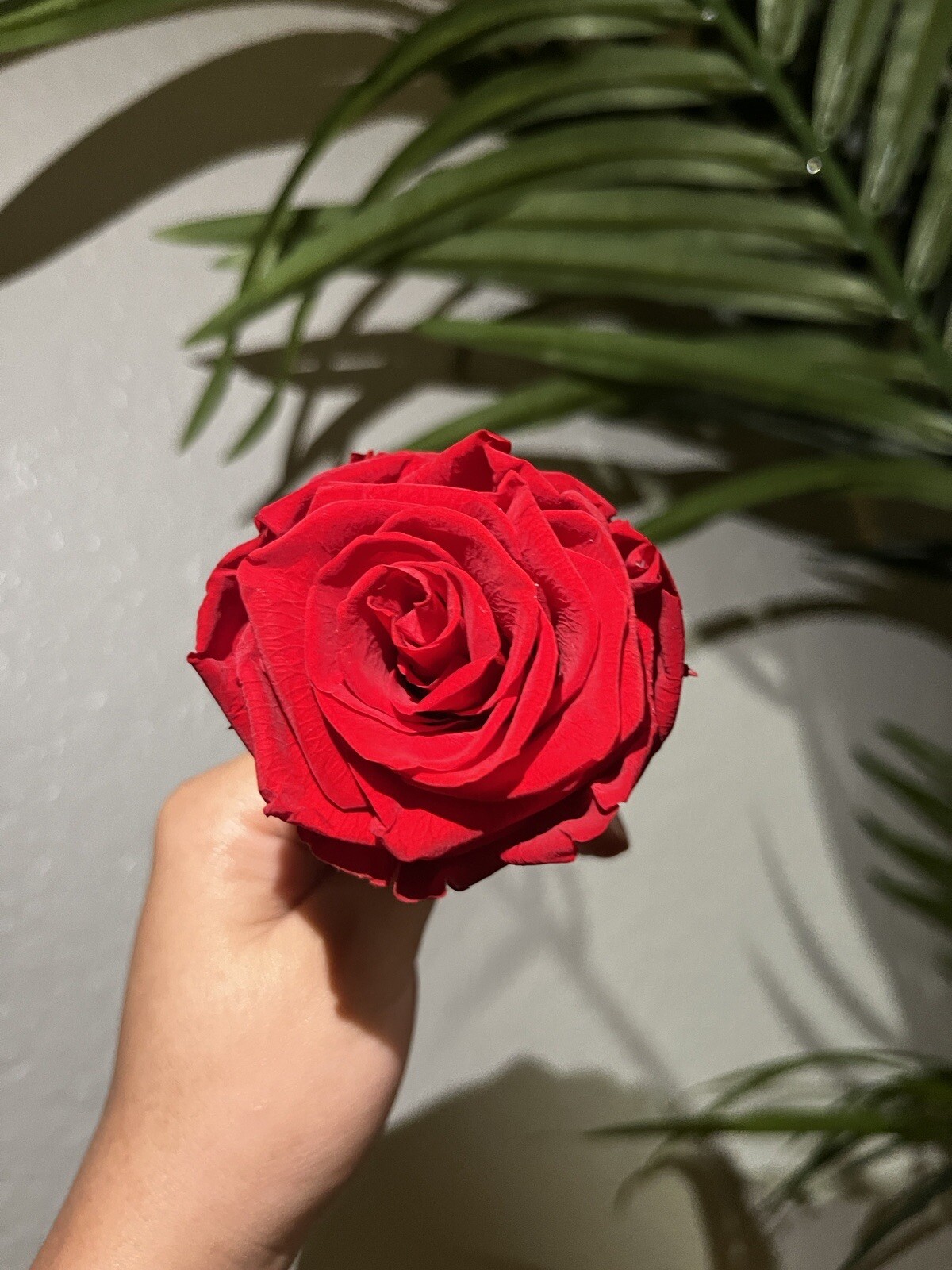 Preserved Real Rose – Single Eternal Rose (Light Red)