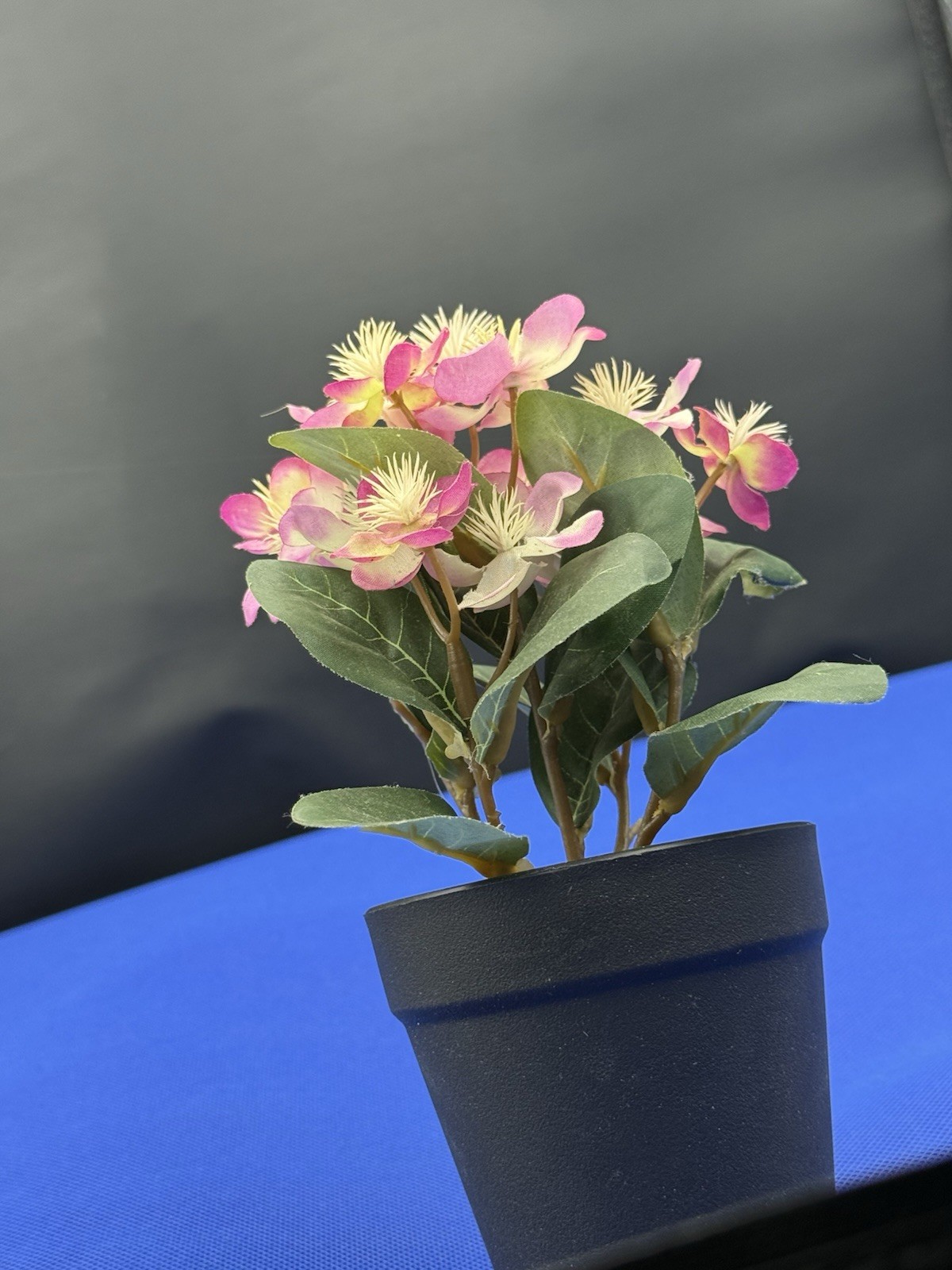 Potted Flower Lavendar preowned nice looking window table or bed flower.
