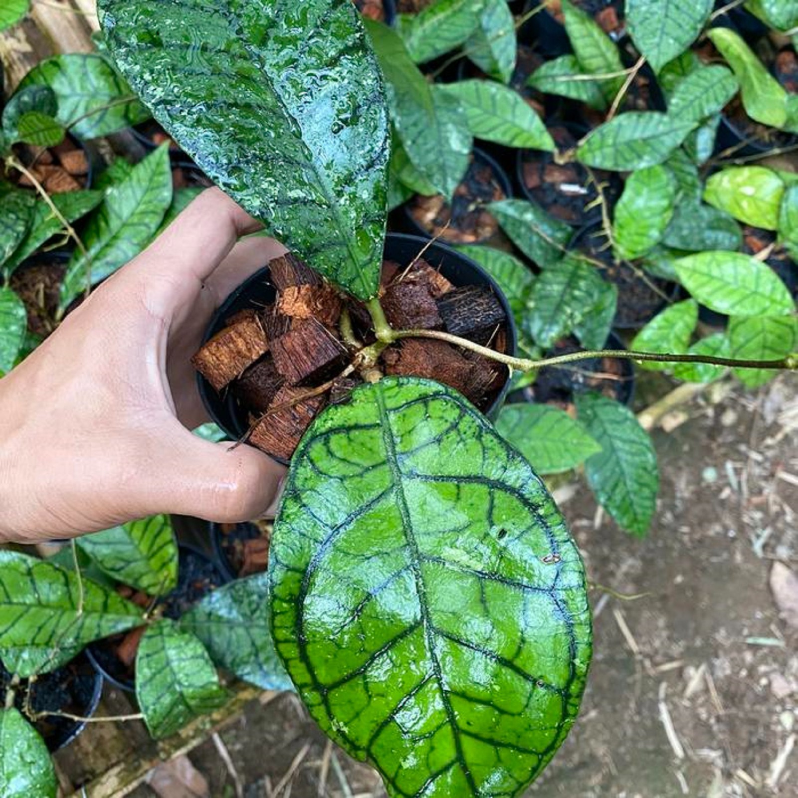 Hoya Ranauensis Live Plant Rare Exotic Hoya Tropical Wax Plant Rooted Starter