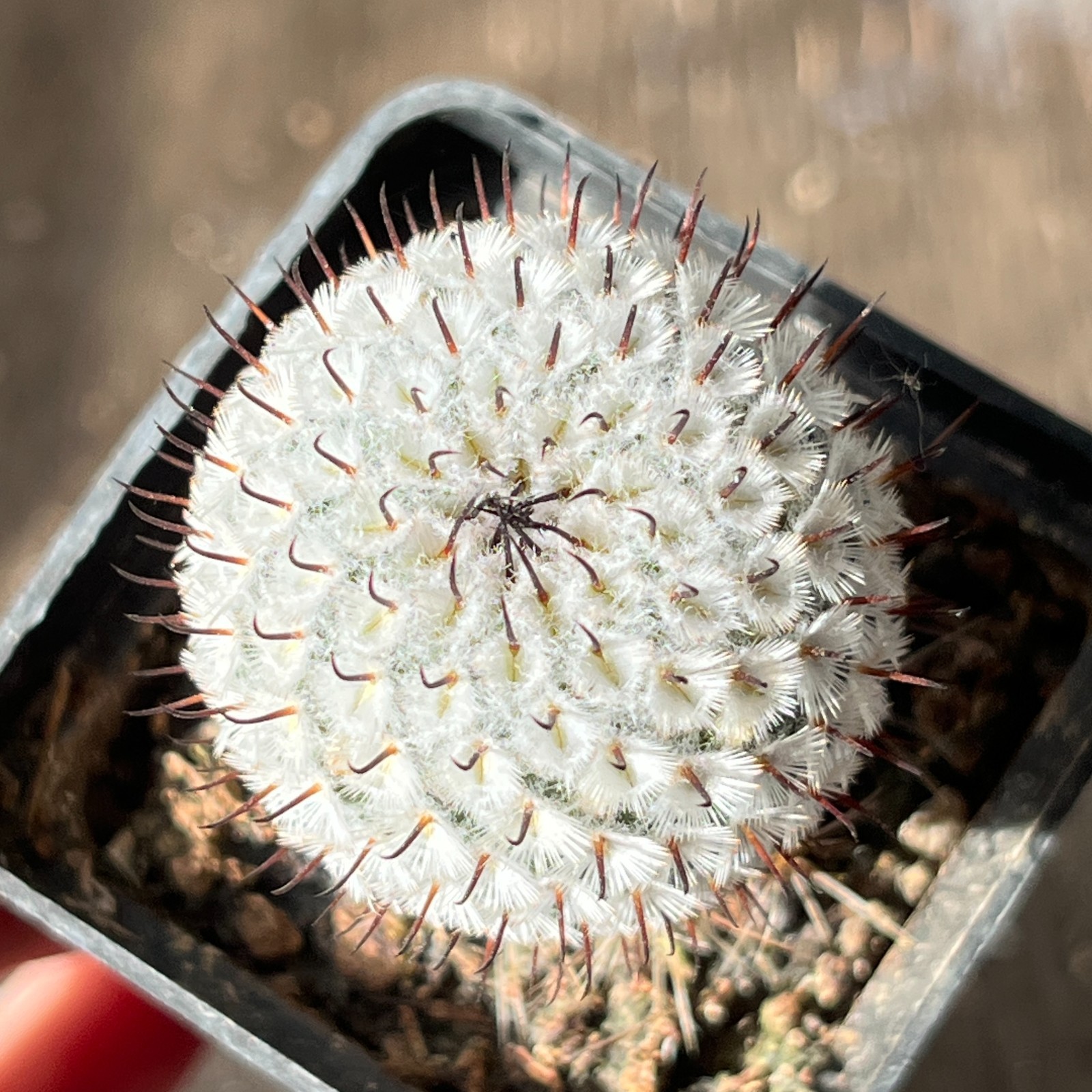 A13-737 Mammillaria andersoniana, grafted