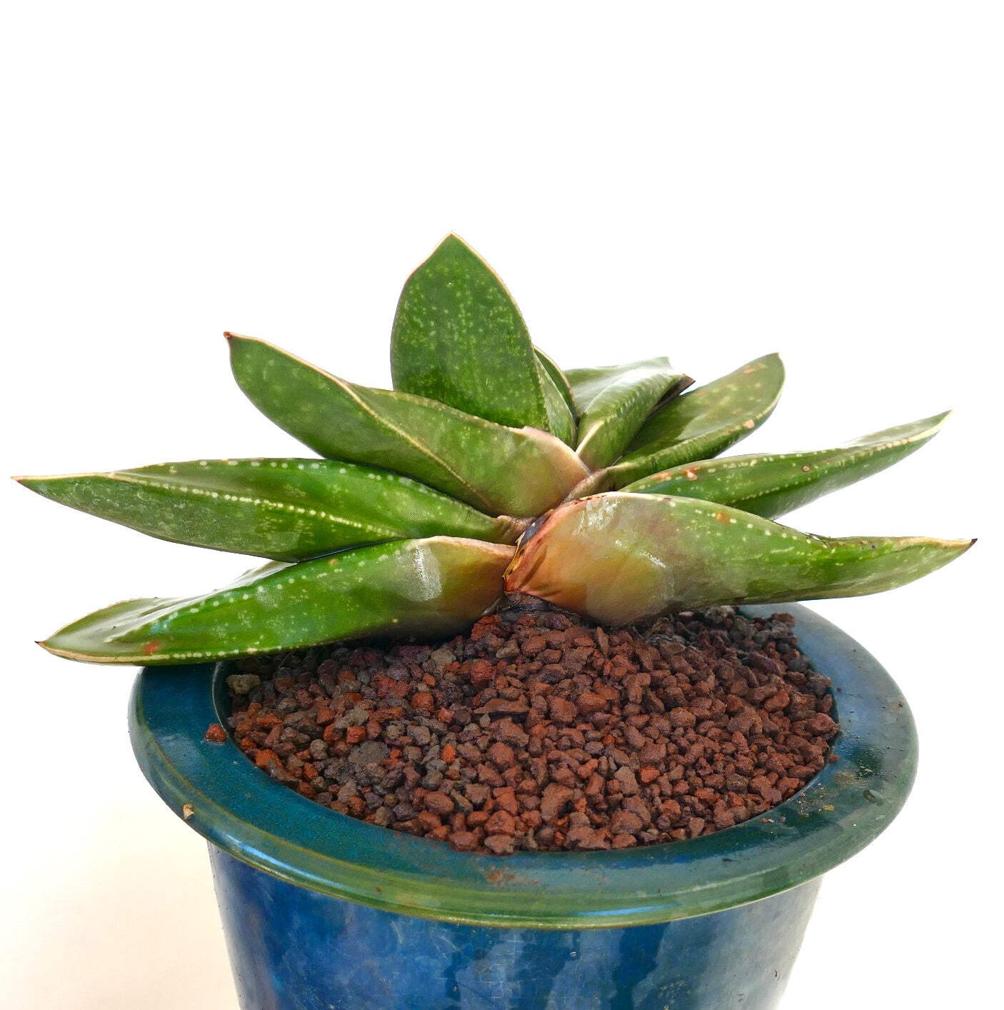 Gasteria armstrongii cv. ‘Cape Canaveral’ – Armstrong’s gasteria | Armstrong gas
