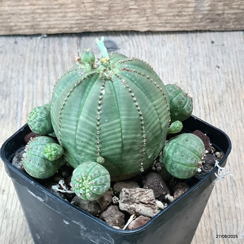 D6198 EUPHORBIA OBESA PROLIFERA pot8-H7-W9 cm MaMa Cactus