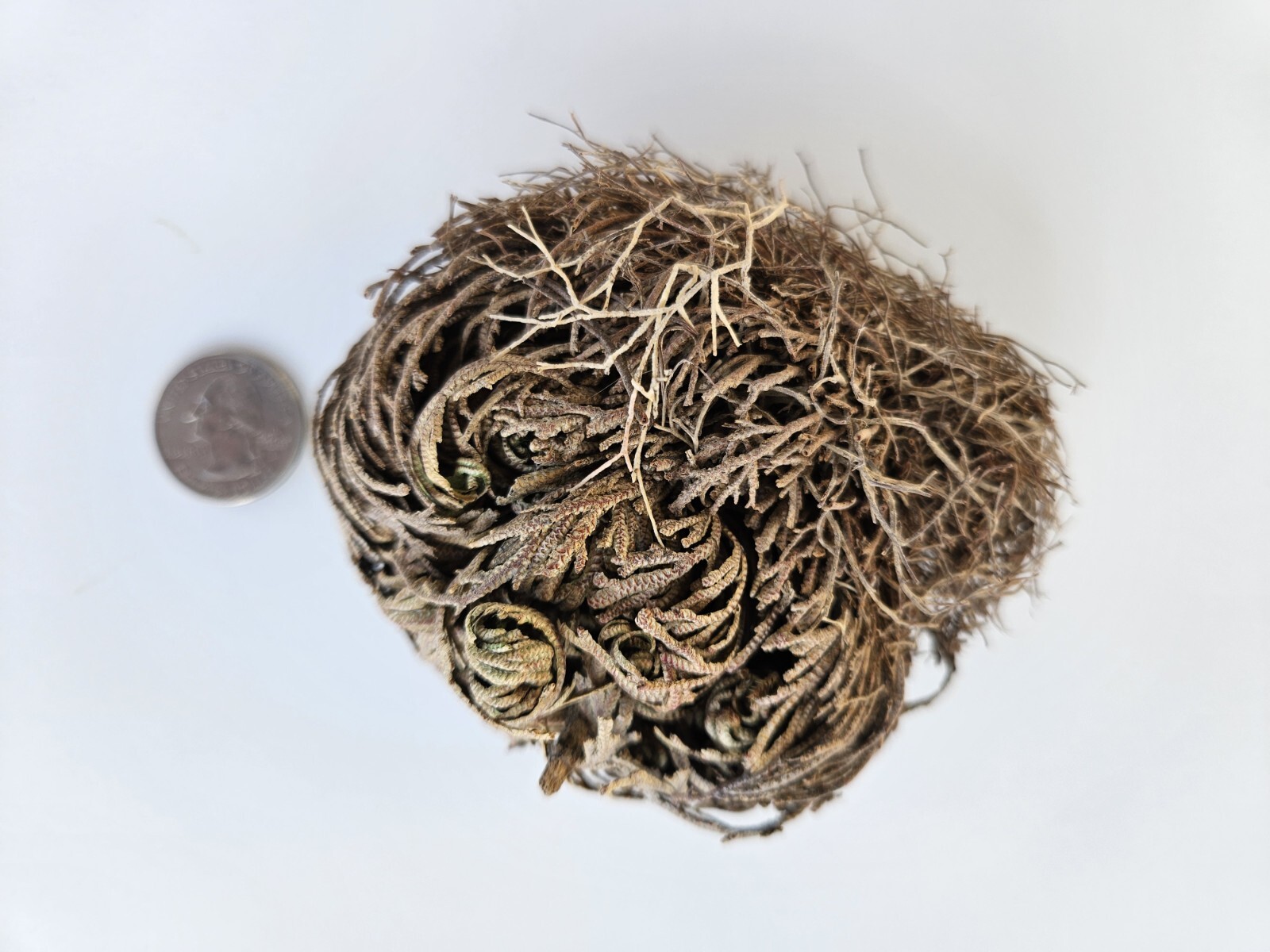 Rose of Jericho – Resurrection Plant – Dried Whole Plant Comes Back To Life.