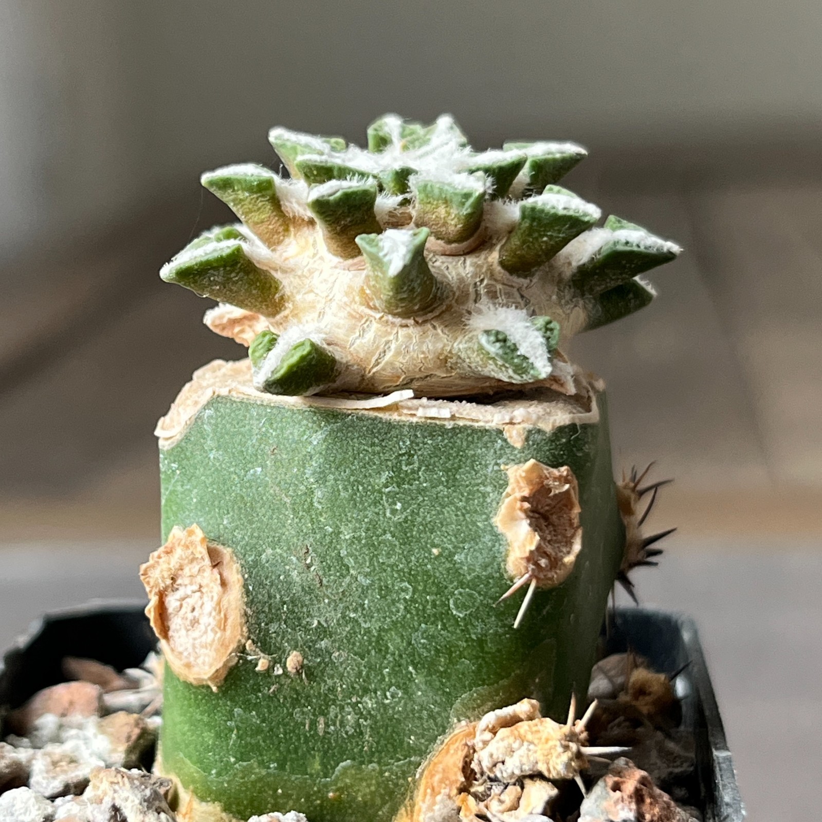 A8-1402 Cactus kotschoubeyanus VM526, Lucio Blanco, Coah, 4 pieces
