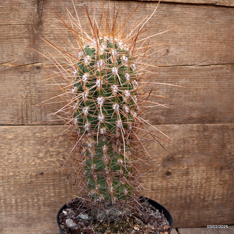 D2695 CEREUS PASA. LONG STRONG SPINES pot18-H30-W11 cm MaMa Cactus