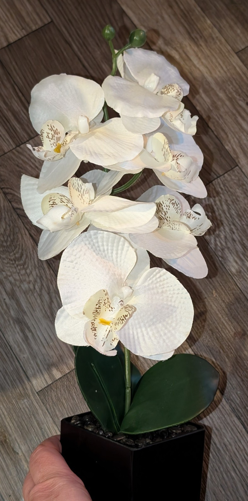 White 16″ Orchid Silk Flower in Black Vase