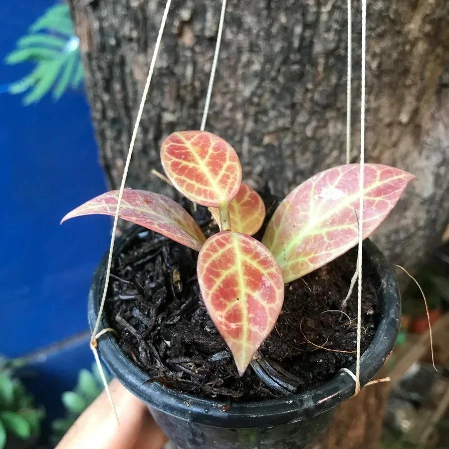 Real Pict Hoya Sunrise Rare Plant
