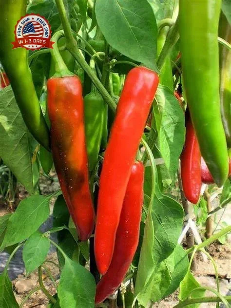 120 Anaheim Chile Hot Pepper seeds for planting 1 gram of seeds Heirloom Non GMO