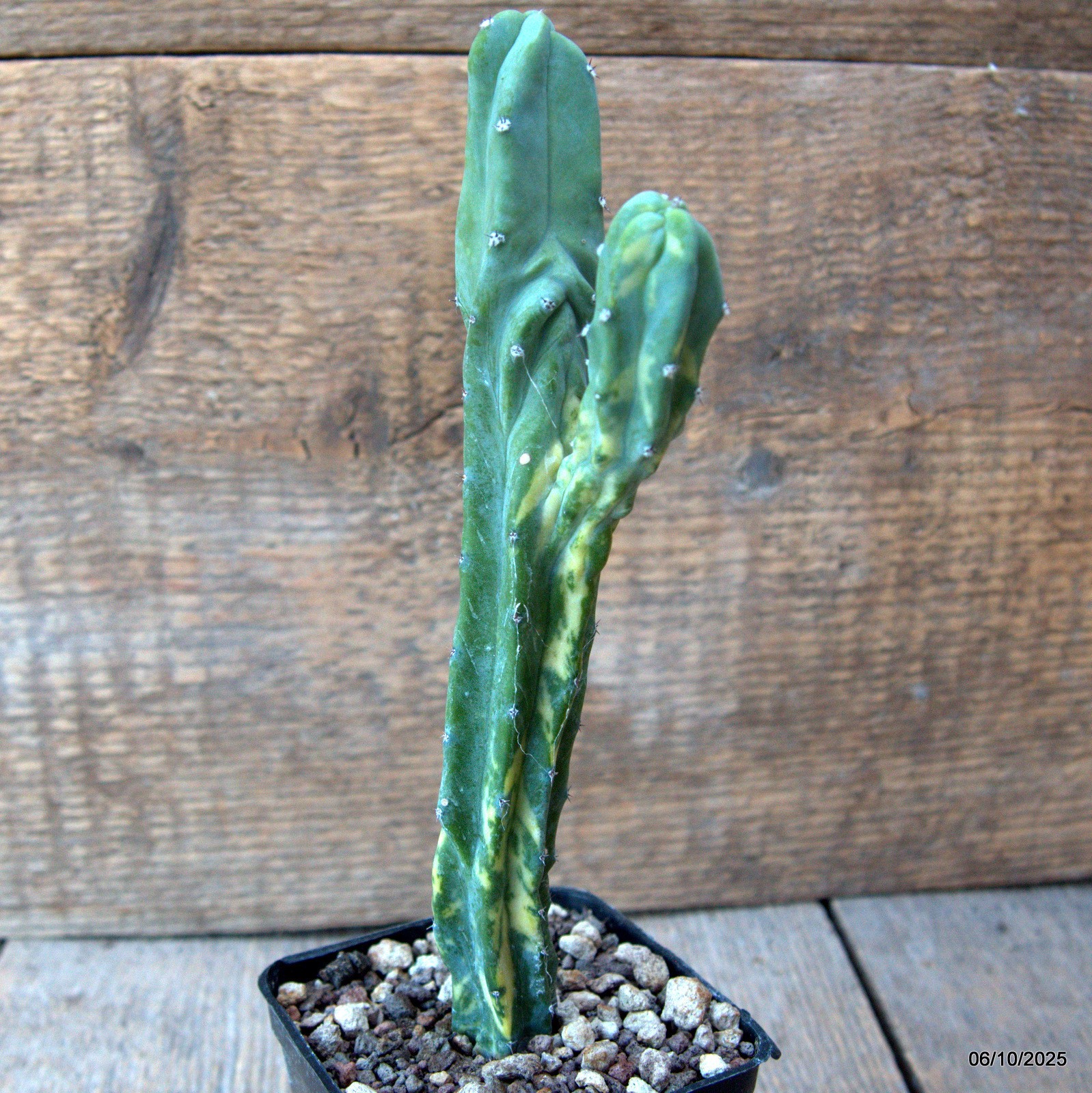 D6900 MYRTILLOCACTUS GEOMETRIZANS VARIEGATED pot7-H19-W5,5 cm MaMa Cactus
