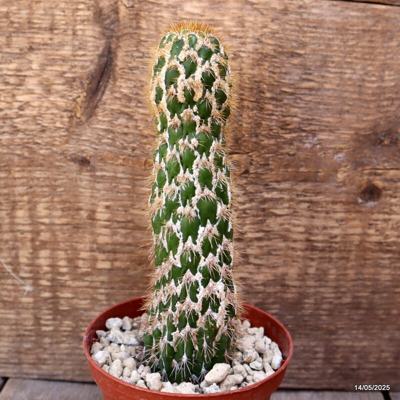 D4100 CEREUS SPACHIANUS MONSTER pot10-H17-W4,5 cm MaMa Cactus