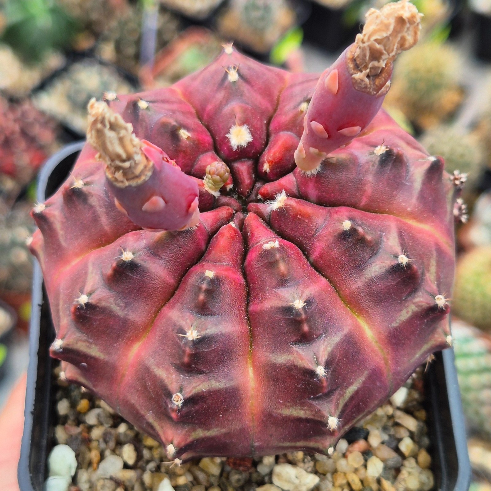 Gymnocalycium mihanovichii ‘Day Dream’ VVG2 20seeds harvest 2025