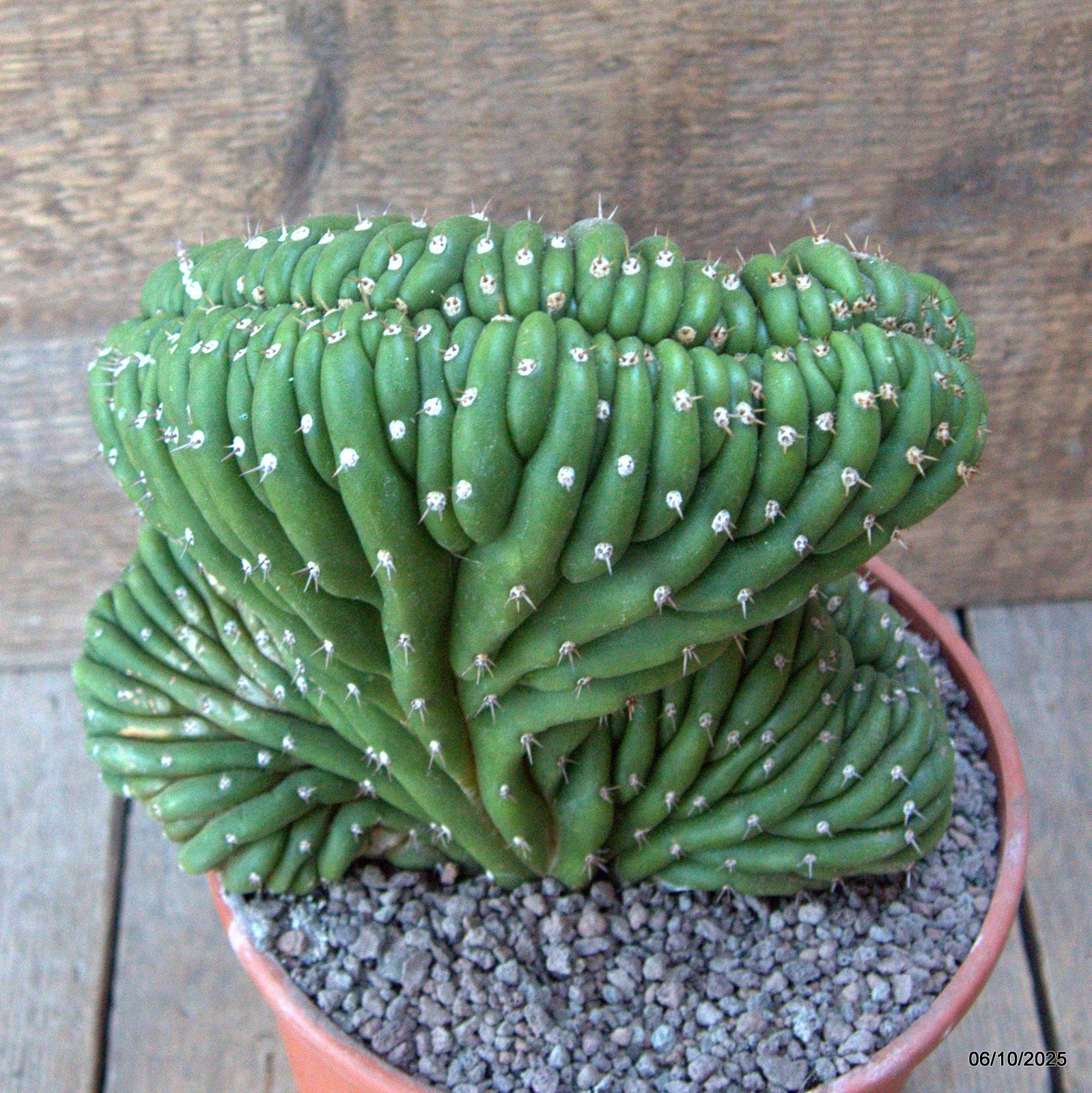 D6928 CEREUS PACHA. CRESTED pot17-H19-W18 cm MaMa Cactus
