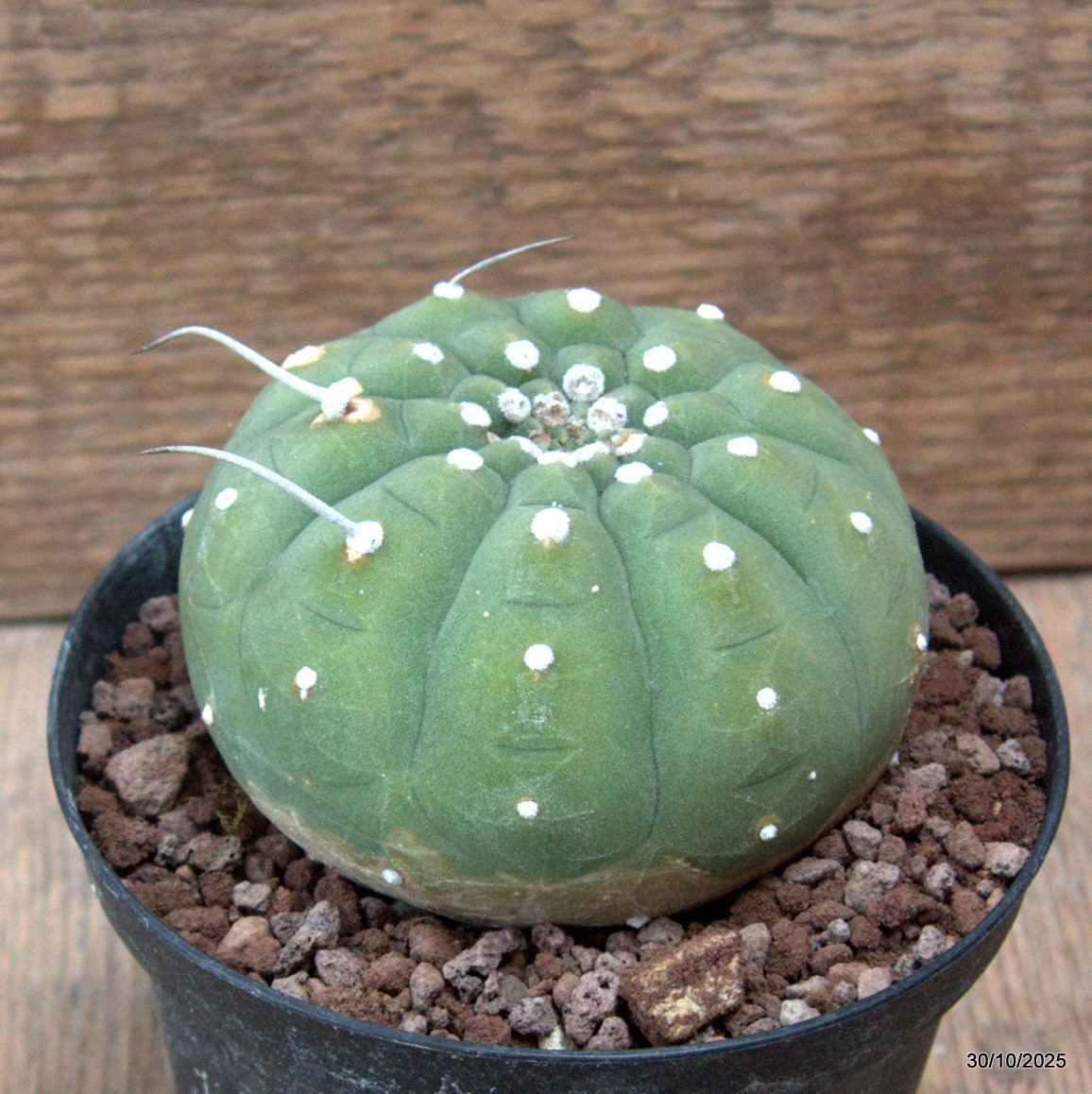D7246 MATUCANA MADISONIORUM pot10-H6-W8 cm MaMa Cactus