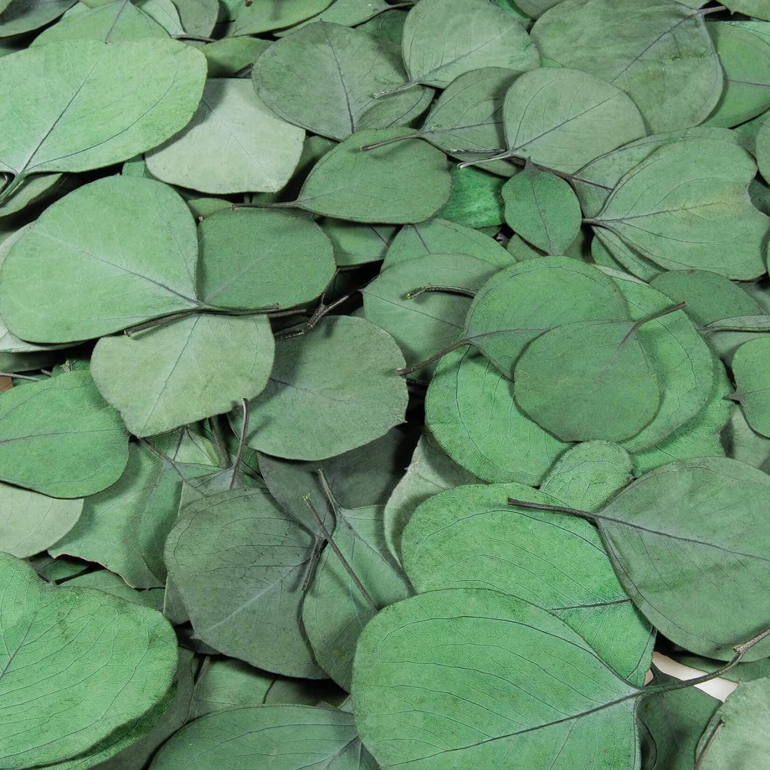 300PCS+ Real Eucalyptus Leaves for Shower – Dried Eucalyptus Leaves for Shower