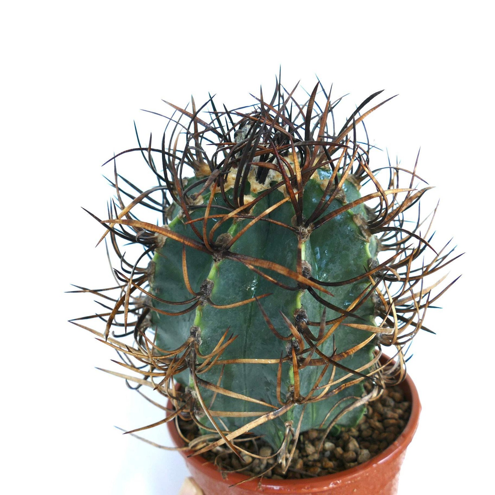Astrophytum capricorne cv BUFFALO ‘TAIHO-GYOKU’ – Goat’s horn cactus | Star cact
