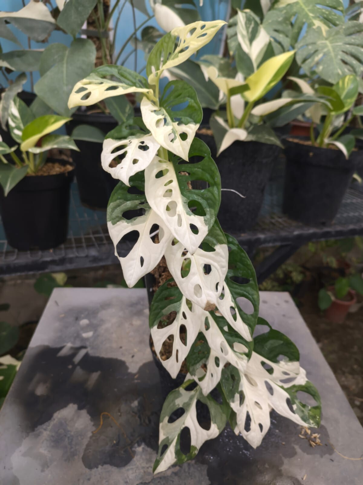 Real Pick Monstera Adansonii Japan Variegated Lush Leaves
