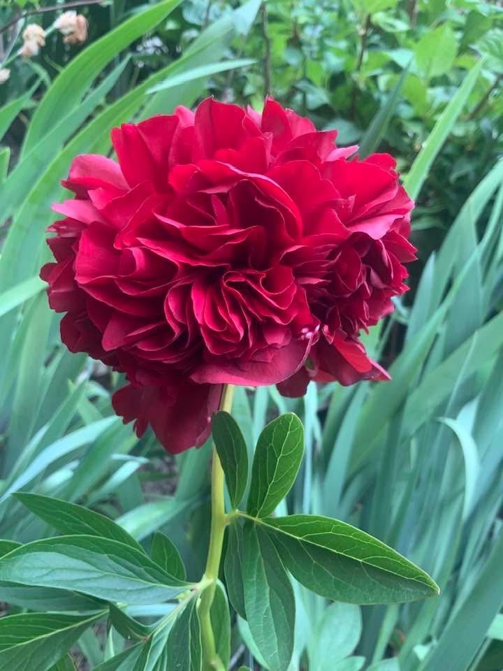 Peony Plant Root “Chaklunka” ( Gorobets) ,with 3-5 eyes