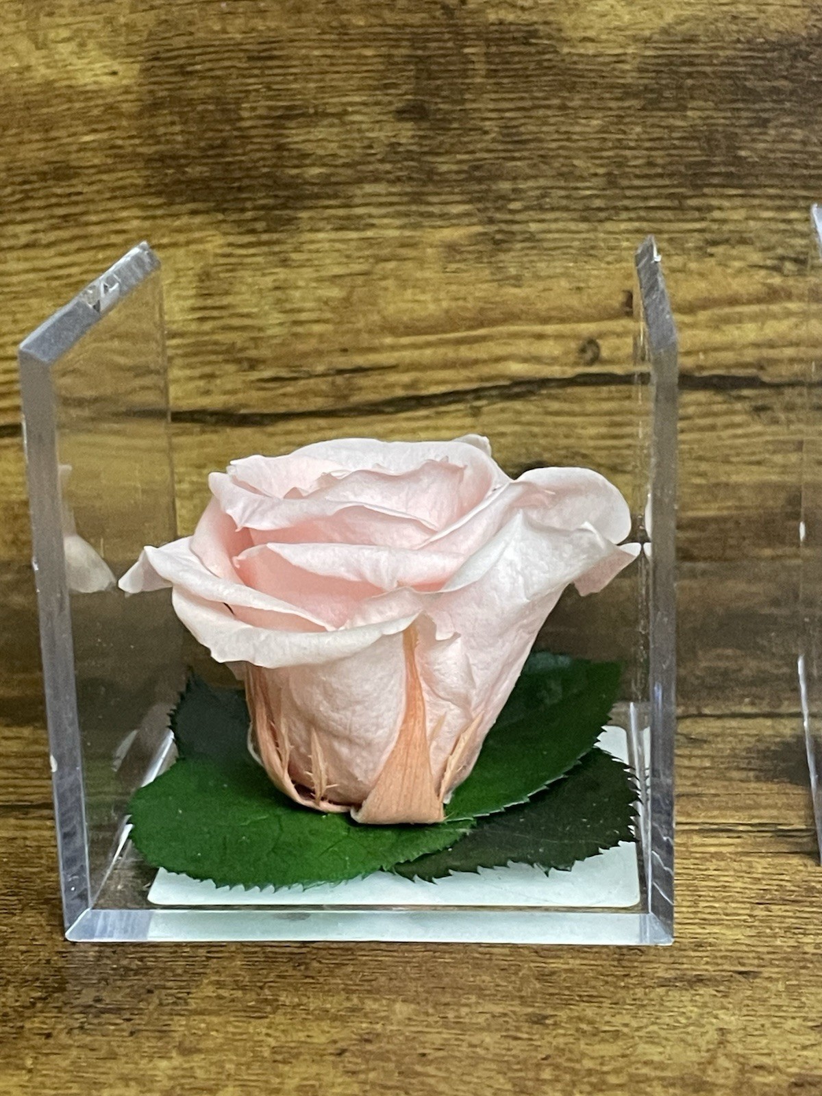 Verdissimo Preserved Rose Head in a Clear Acrylic Cube Light Pink Standard Size