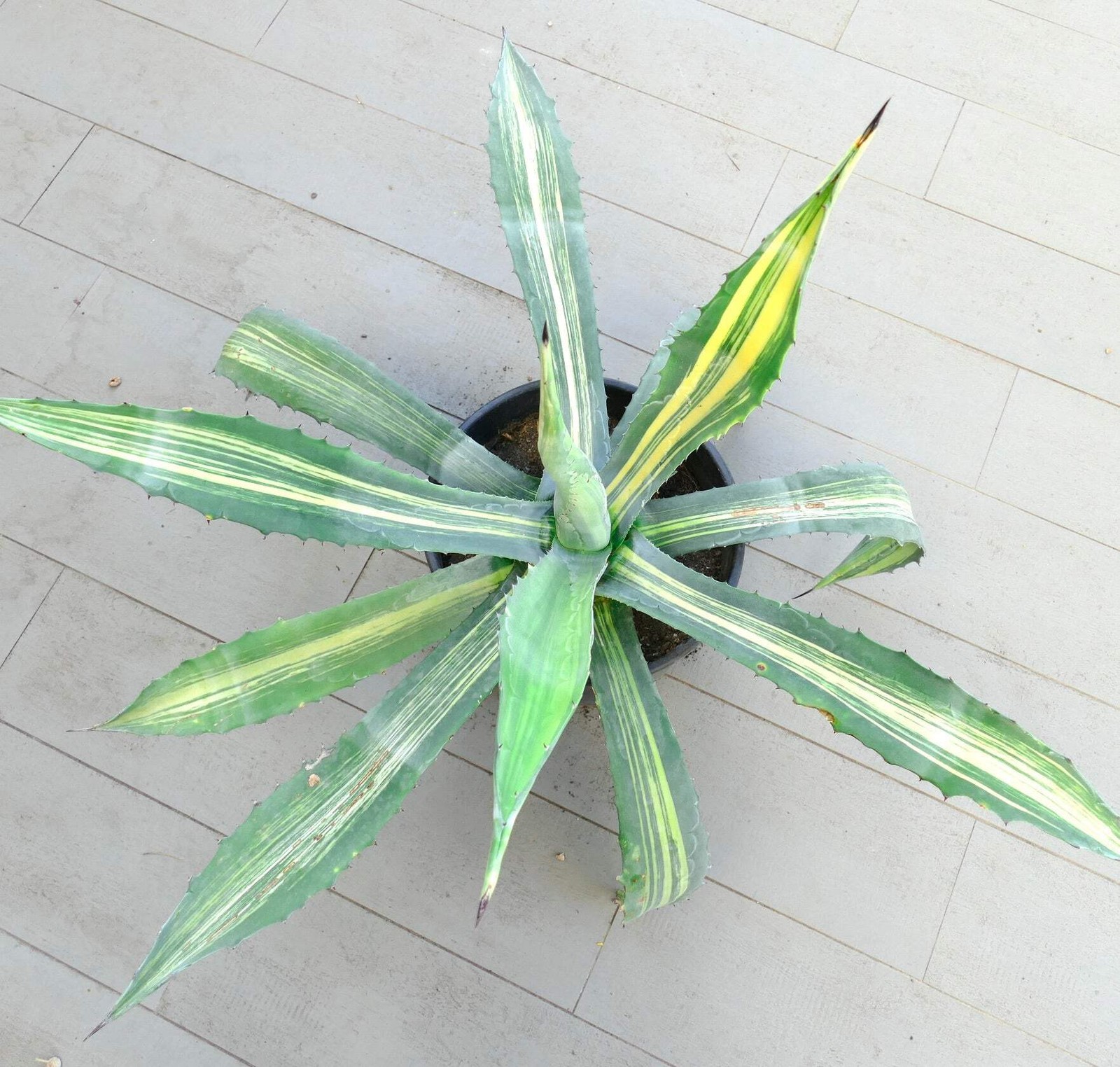 Agave americana STRIATA VARIEGATED 80cm – NO variegate white titanota