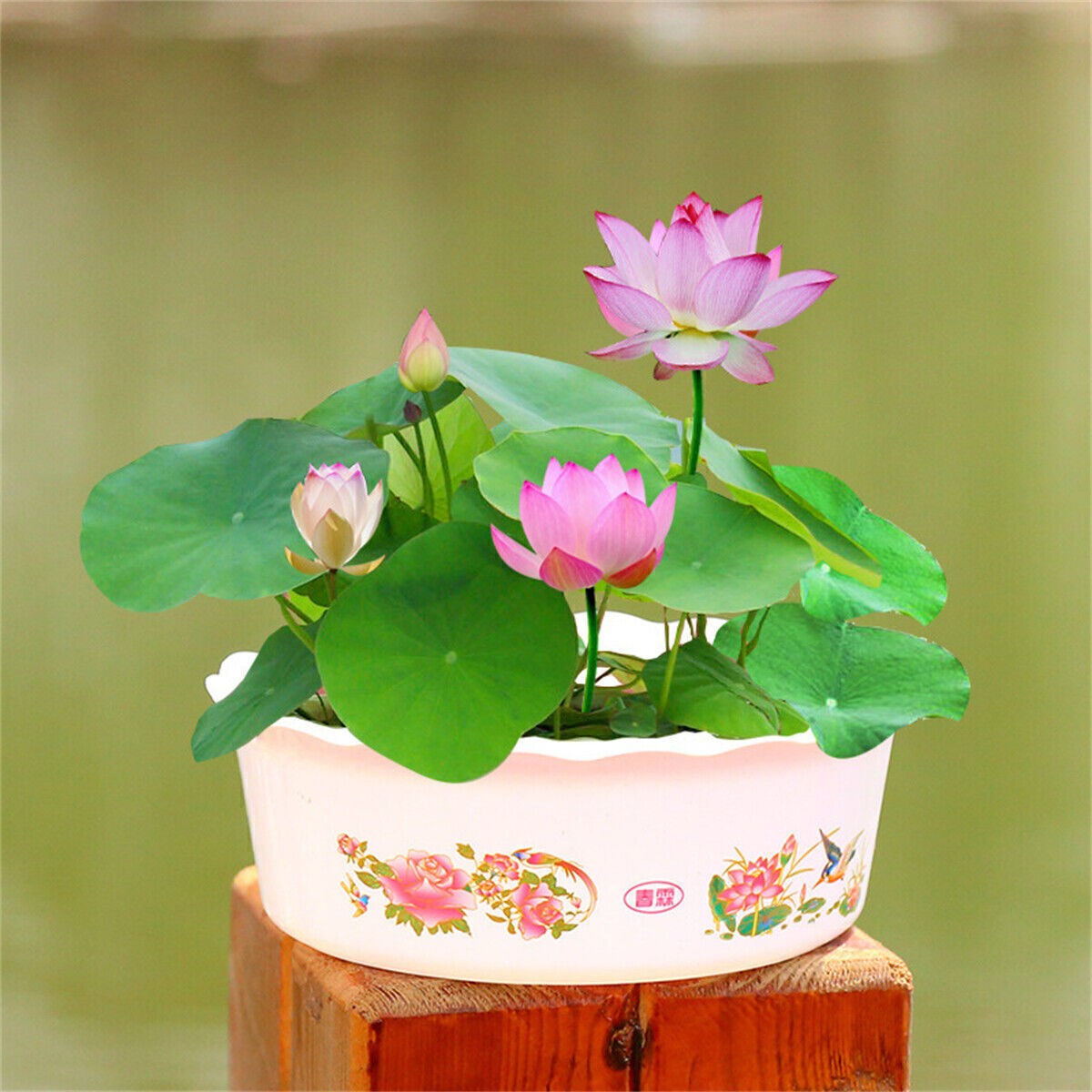 30/90PcsSeeds Lotus Mix FlowerSeed Hand Picked Aquatic Plants Water Garden US-