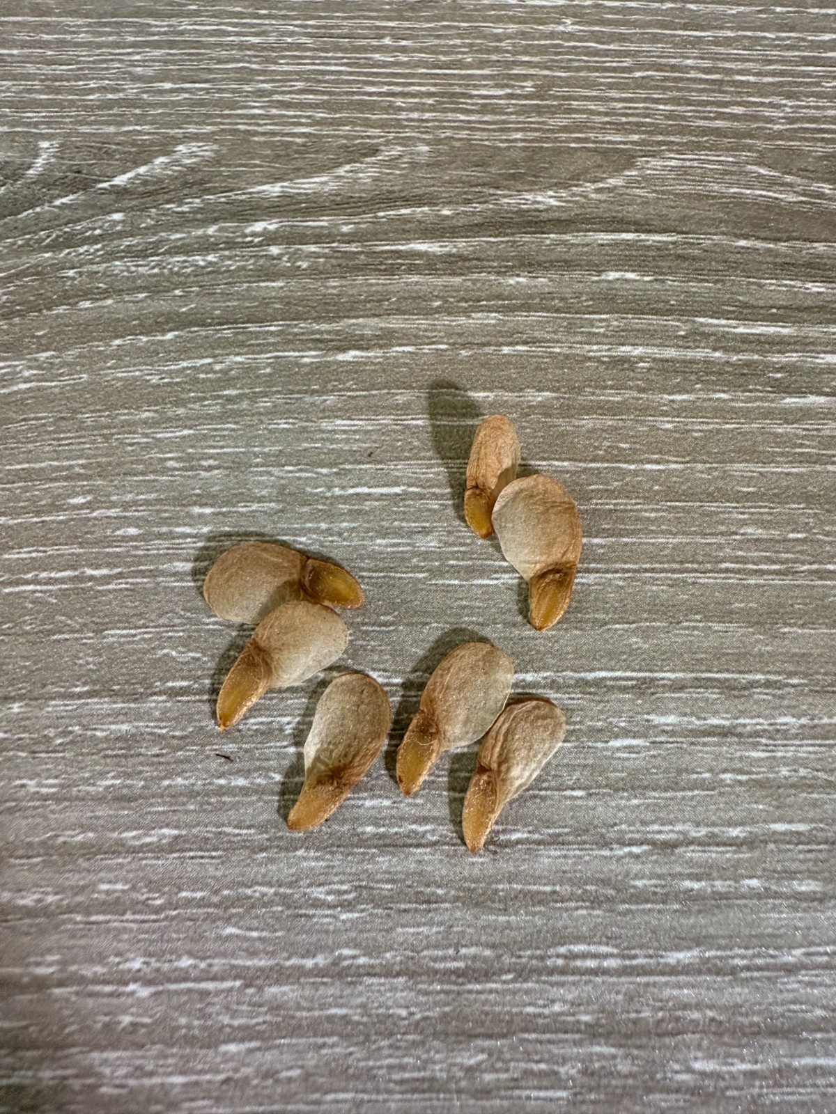 Pamianthe peruviana 6/26, 7 Fresh seeds, Good germination, LAST ONES!