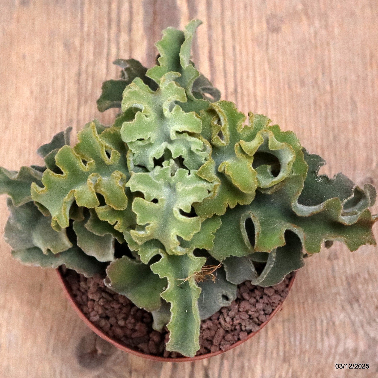 D7663 KALANCHOE BEHARENSIS pot10-H11-W14 cm MaMa Cactus