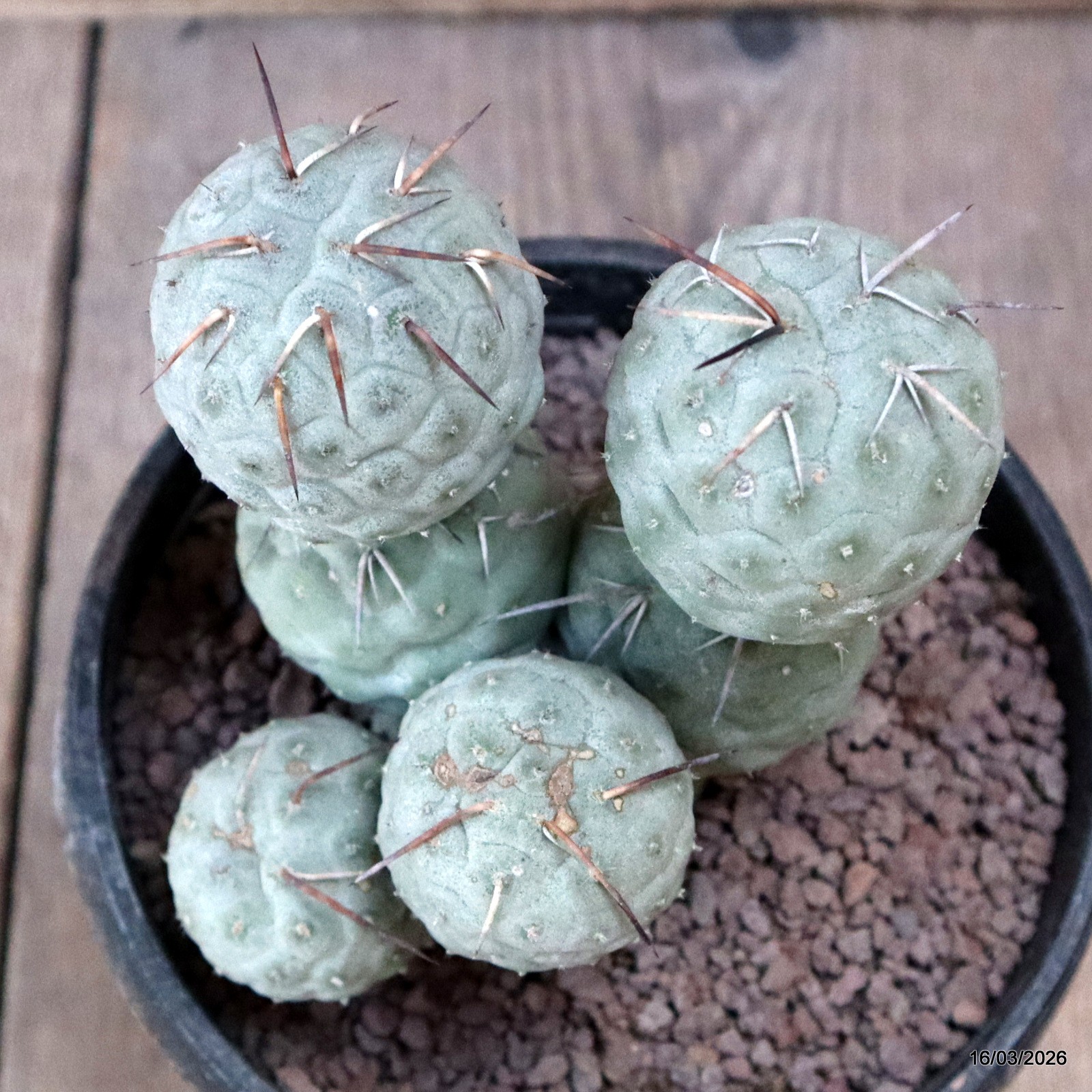 D8034 TEPHROCACTUS GEOMETRICUS 7 BALLS pot14-H14-W11 cm MaMa Cactus