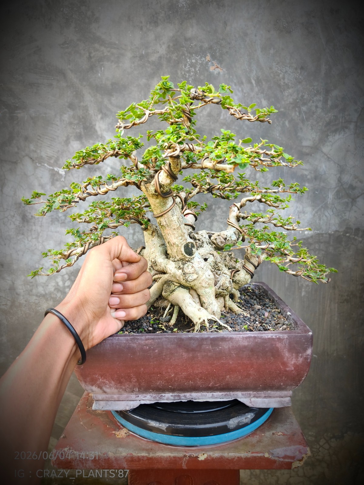 RARE EXCLUSIVE – Premna Microphylla Bonsai Tree – Big Trunk – Medium Size – REAL