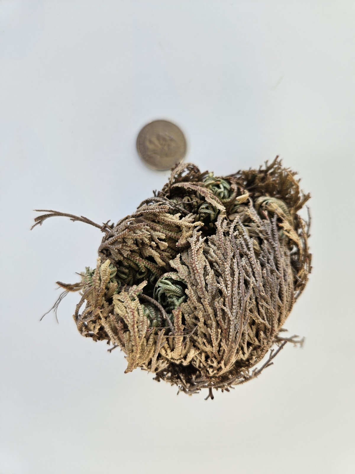 Rose of Jericho – Resurrection Plant – Dried Whole Plant Comes Back To Life.