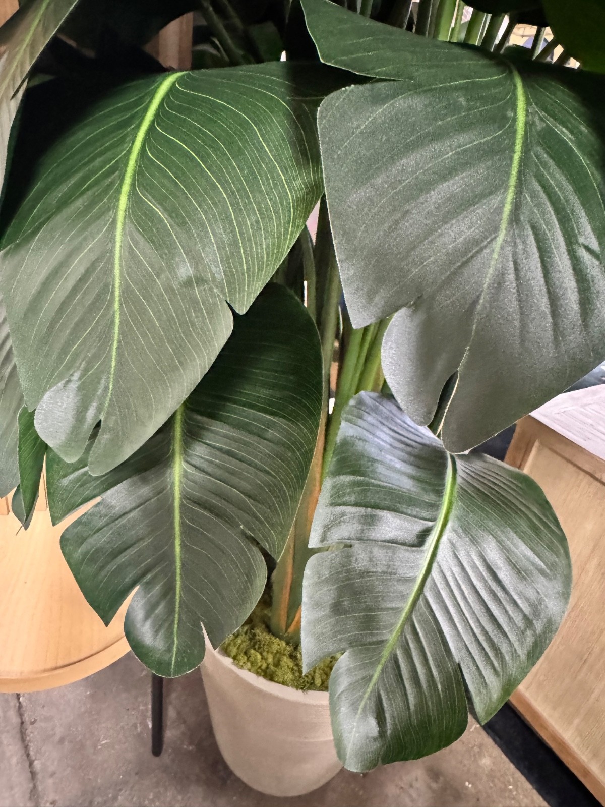 Winward Home Banana Palm in Planter 84″