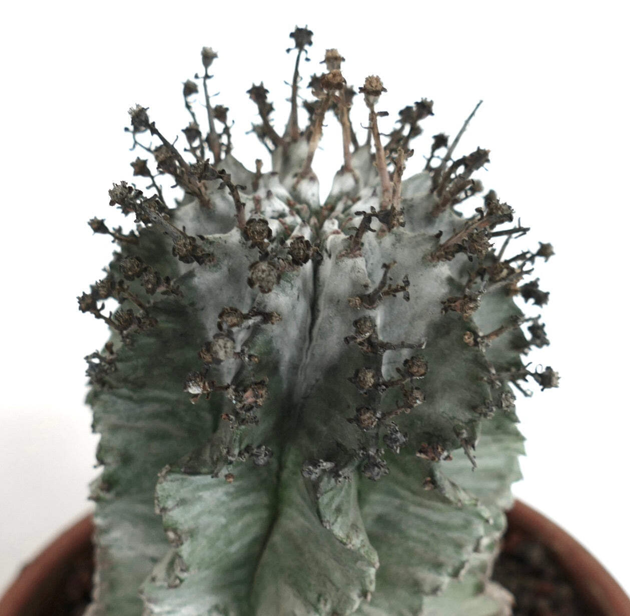Euphorbia horrida cv SUPER SNOW FLAKES – African Milk Barrel | Milk Barrel Cactu
