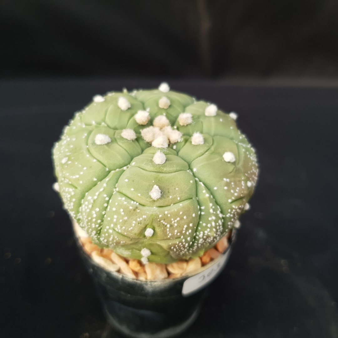 Astrophytum asterias ‘kikko’ seedling, seedgrown