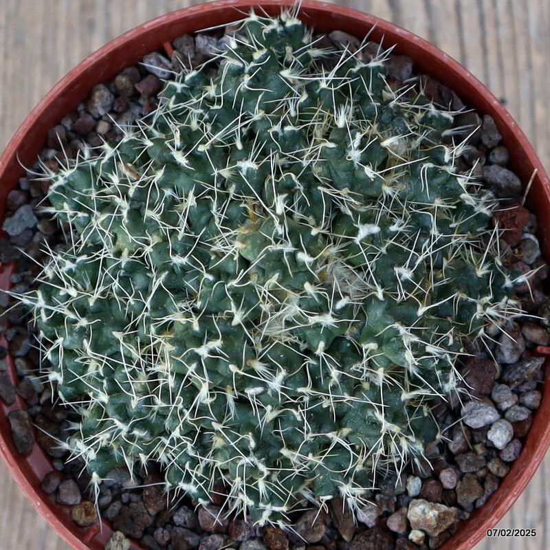 D1224 PUNA SUBTERRANEA pot10-H5-W9 cm MaMa Cactus